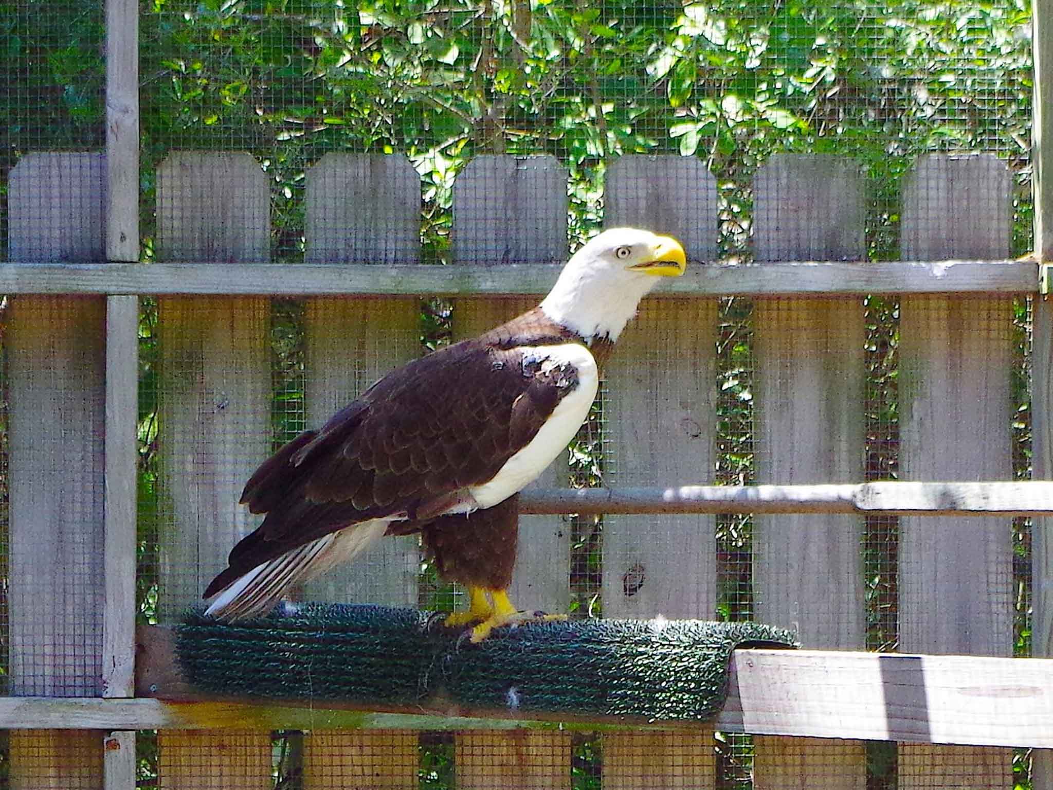 Are updates on the eagle cam for Ozzie and Harriet available?