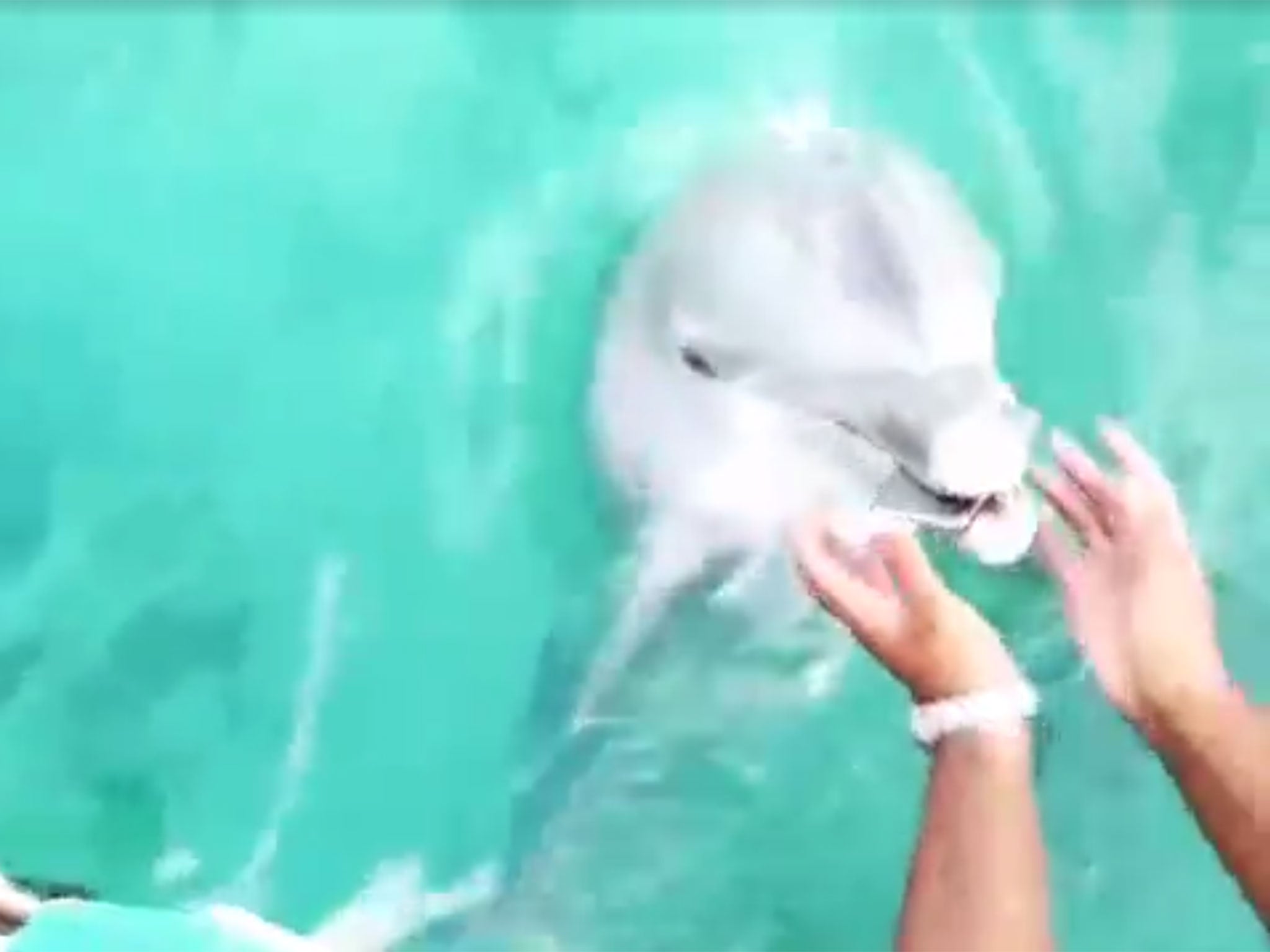A dolphin retrieves a phone in the Bahamas