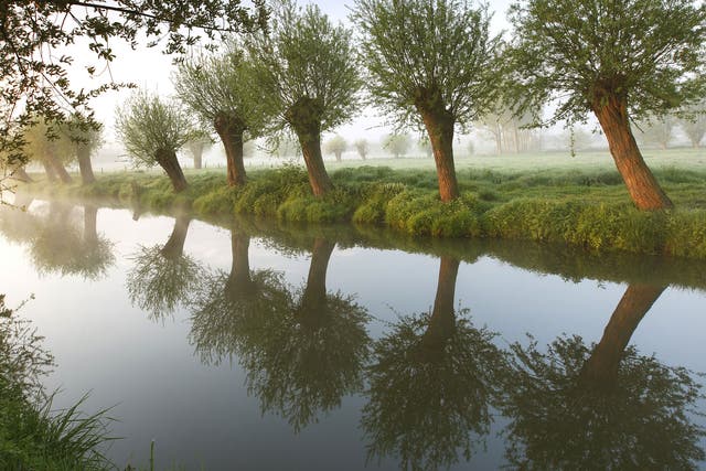 Pollarding, as seen in these willows, can keep a tree healthy for longer