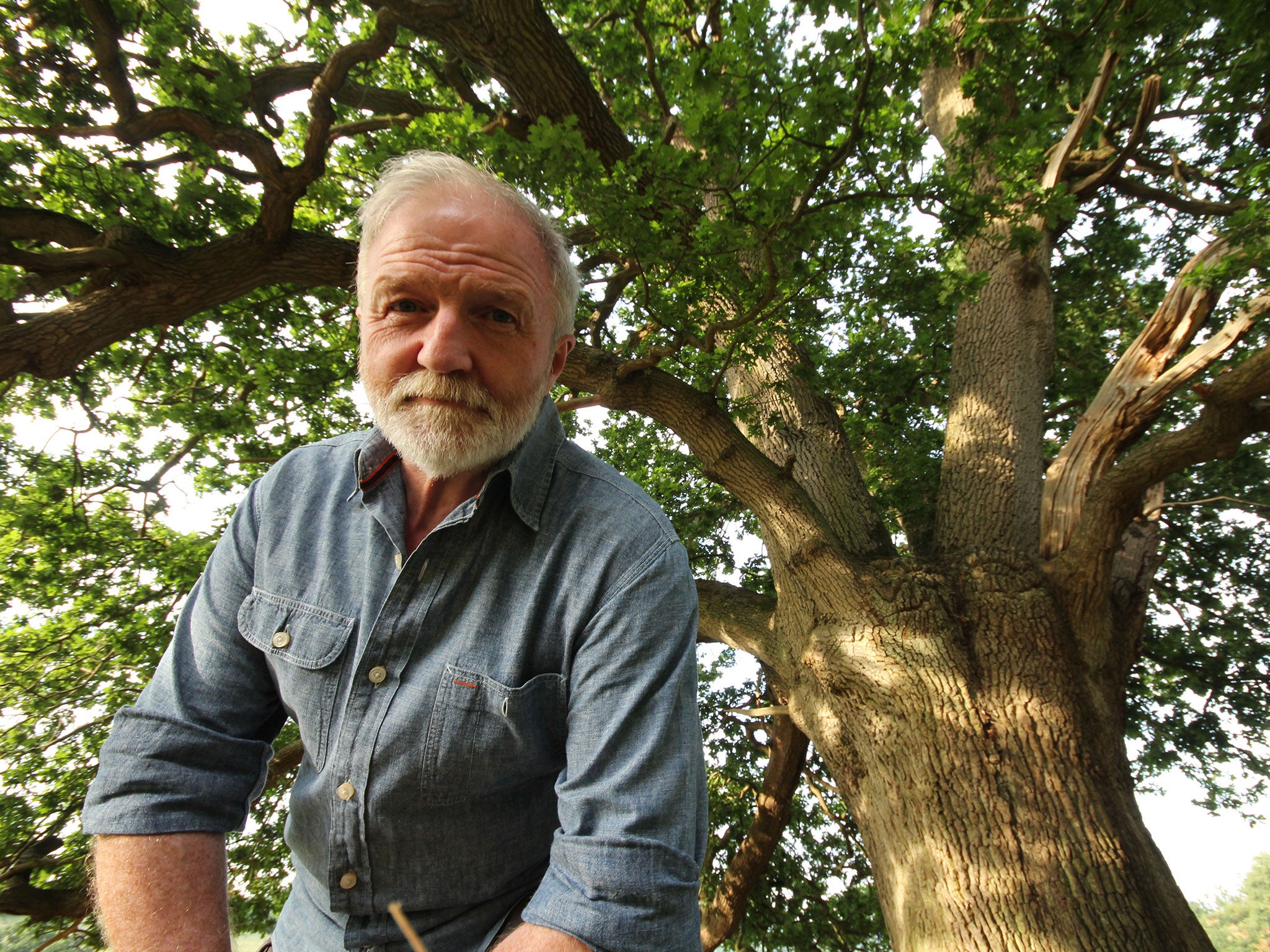Branching out: George McGavin with the 400-year-old oak