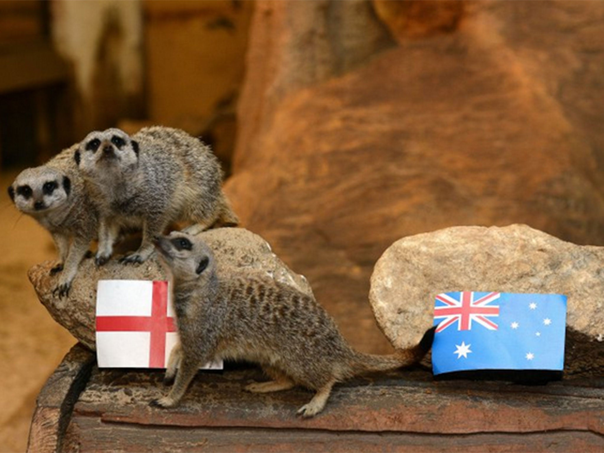 Meerkats make their prediction for England vs Australia
