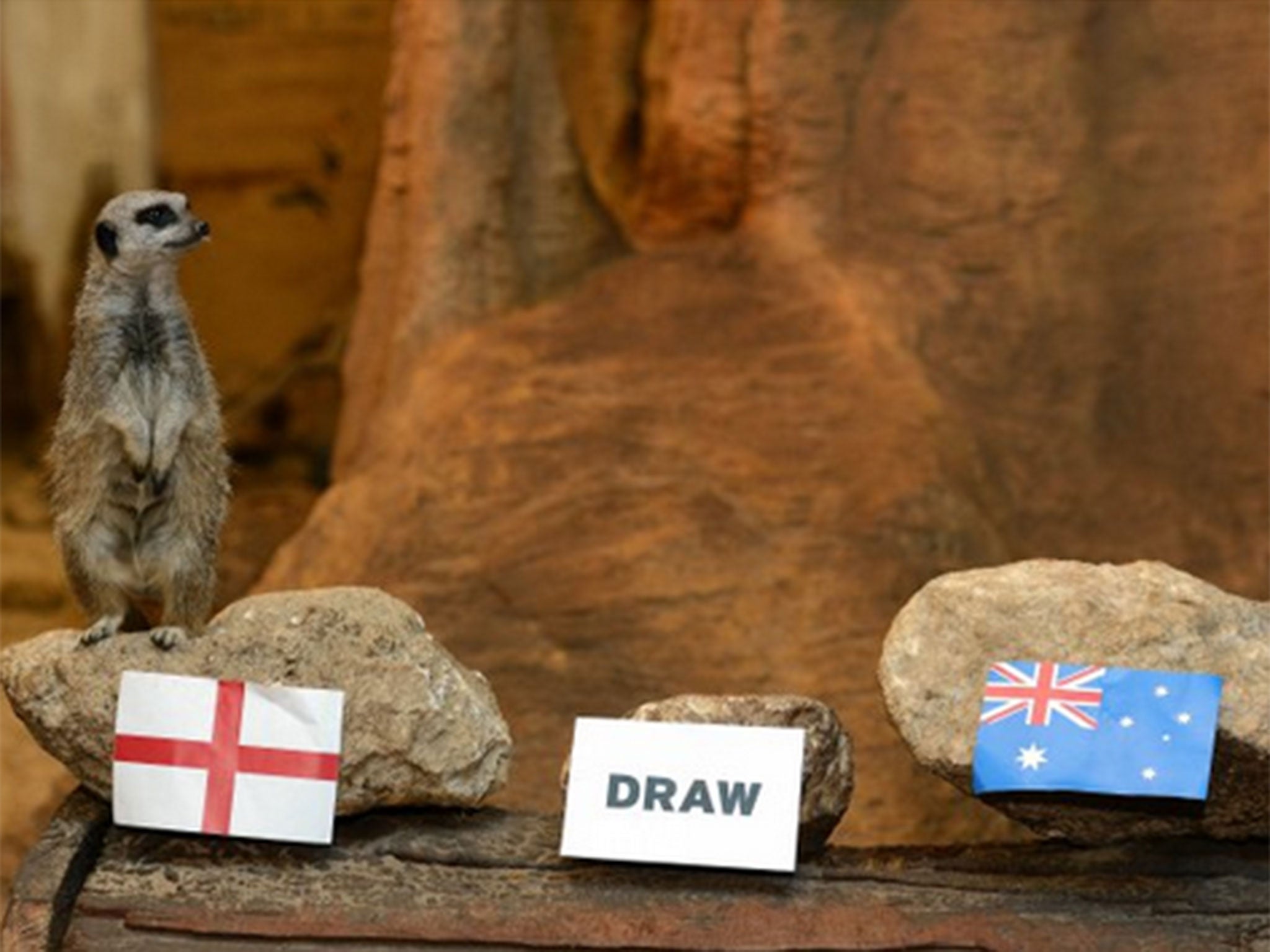 Prediction: Meerkats select England to win this weekend