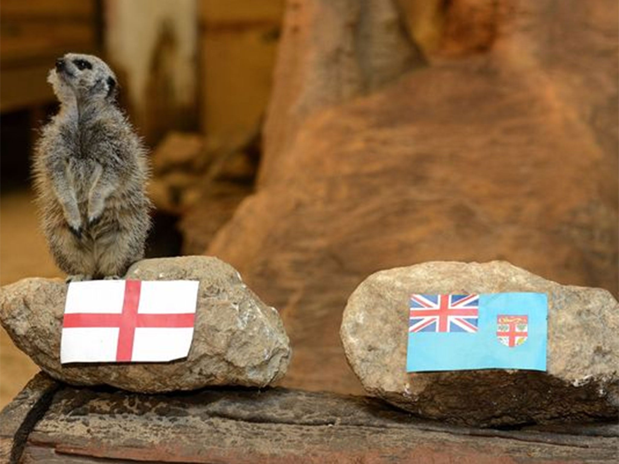 Mystic: The Meerkats said England would beat Fiji and they did