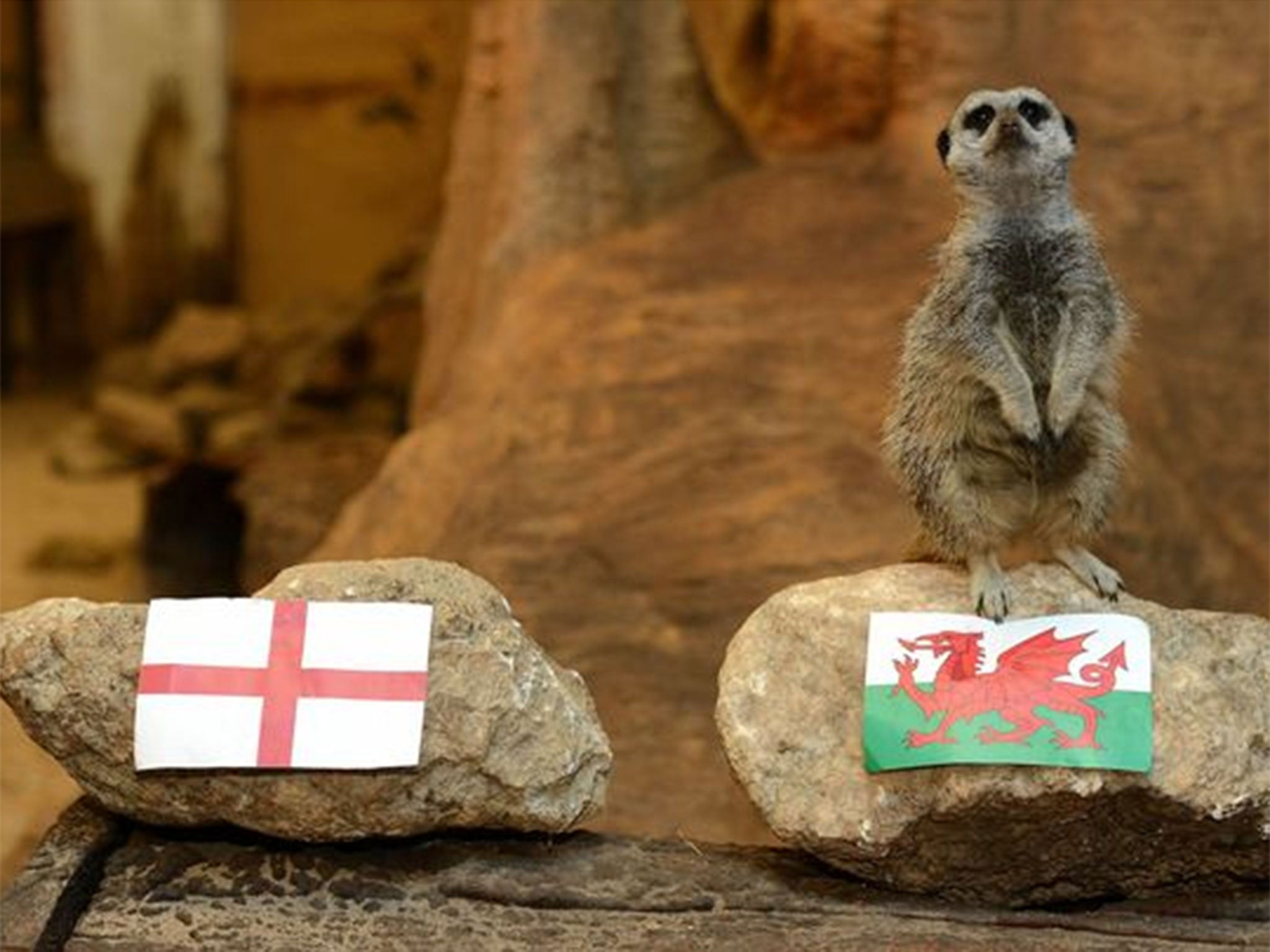 Spooky: With most people expecting an England win, the meerkats went with Wales