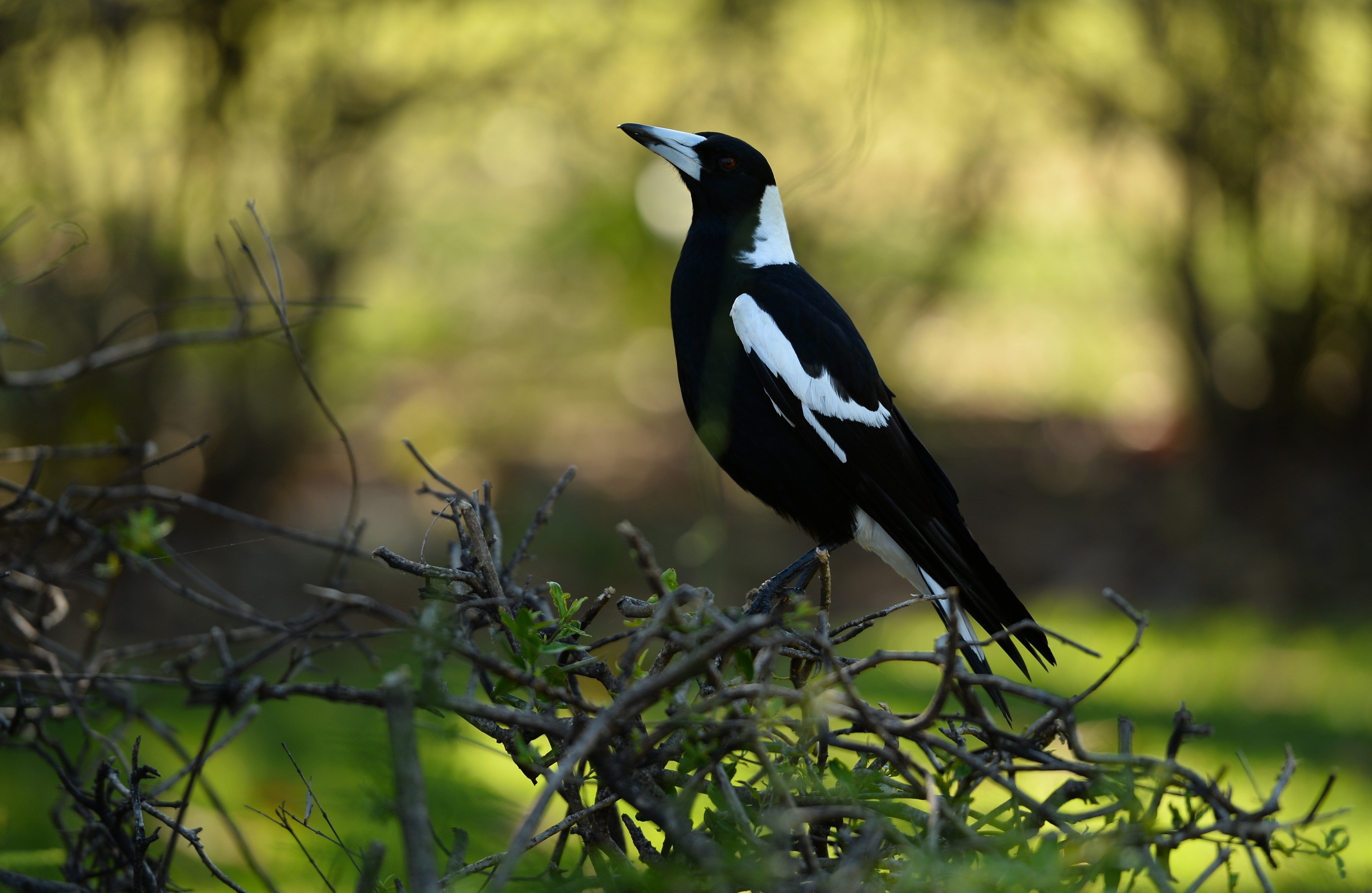 This is an Australian magpie Picture: Getty Images