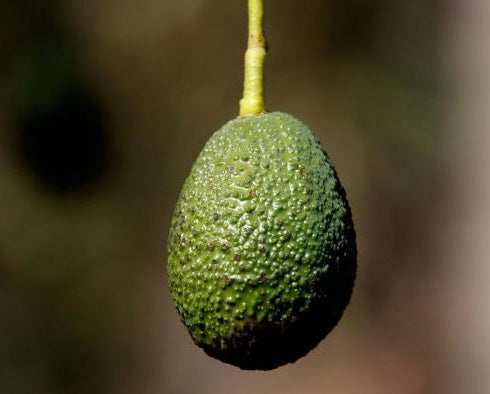 The seed of an avocado could reduce cholesterol and fight certain bacteria