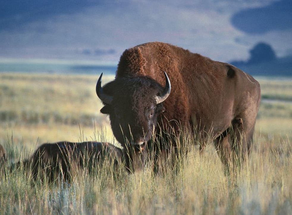 There are now 600 American bison roaming wild in Montana. Below left, an anti-American Prairie Reserve sign, erected by the Montana Community Preservation Alliance