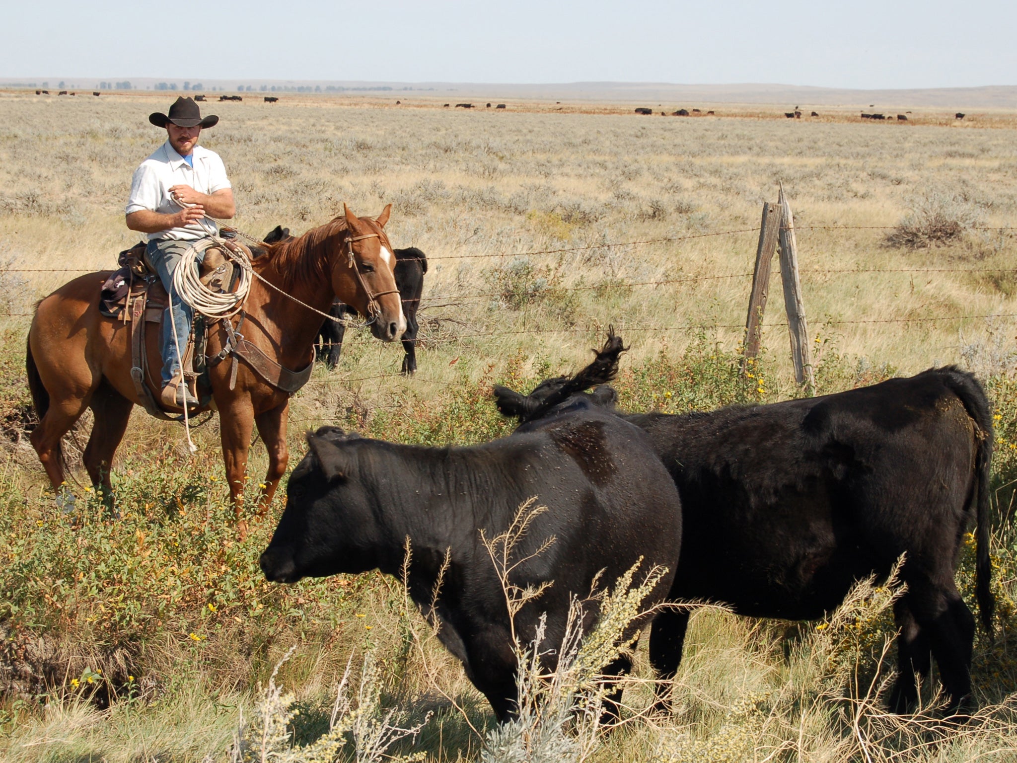 Rancher Wayne French herds cattle in Montana