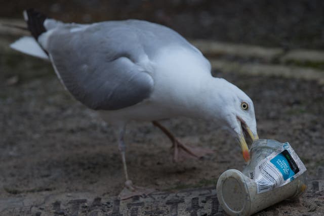 A seagull eats a food container in St Ives. Up to 99 per cent of seabirds will have plastic in their stomachs by 2050