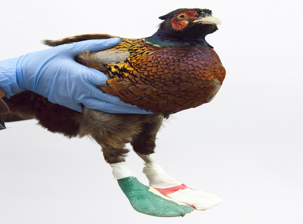 This pheasant had a muscle contraction in its feet