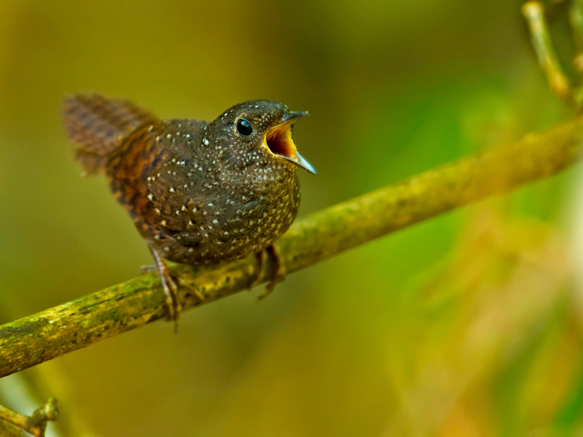 A Spotted Wren-Babbler