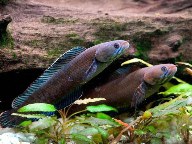 A Vibrant blue 'walking' snakehead fish, which is among more than 200 new species discovered in the Eastern Himalayas in recent years