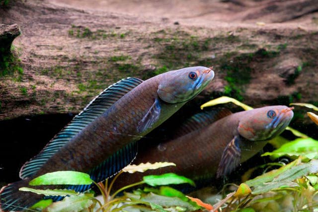 A Vibrant blue 'walking' snakehead fish, which is among more than 200 new species discovered in the Eastern Himalayas in recent years