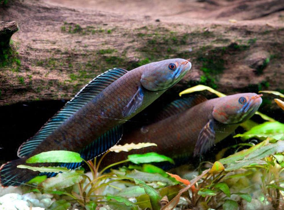 A Vibrant blue 'walking' snakehead fish, which is among more than 200 new species discovered in the Eastern Himalayas in recent years