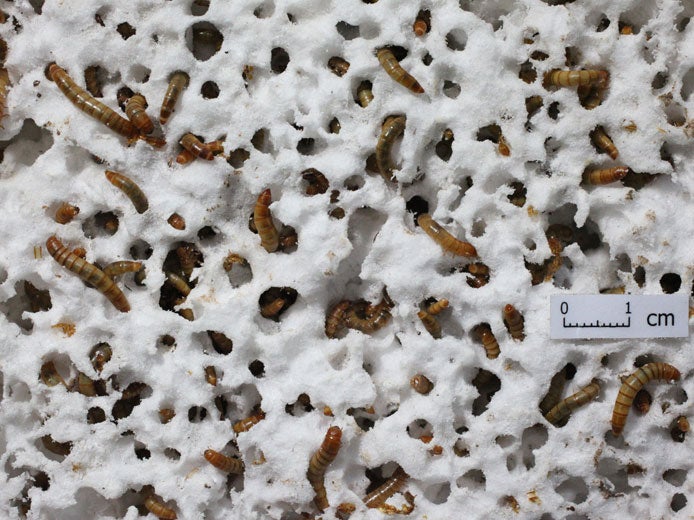 Mealworms munch on Styrofoam, a hopeful sign that solutions to plastics pollution exist