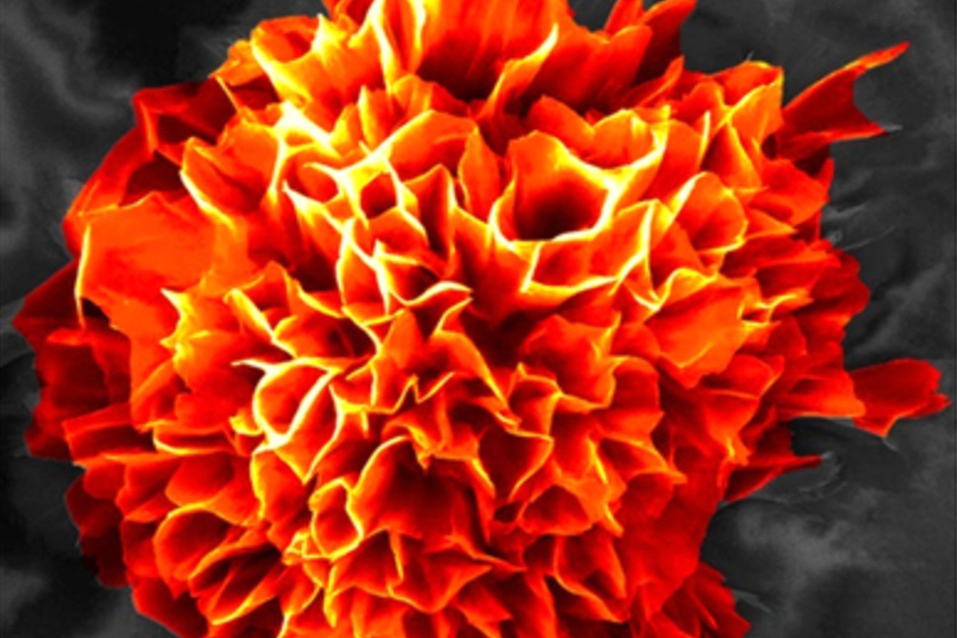 One of the microflowers created by the researchers, digitally coloured and magnified 20,000 times