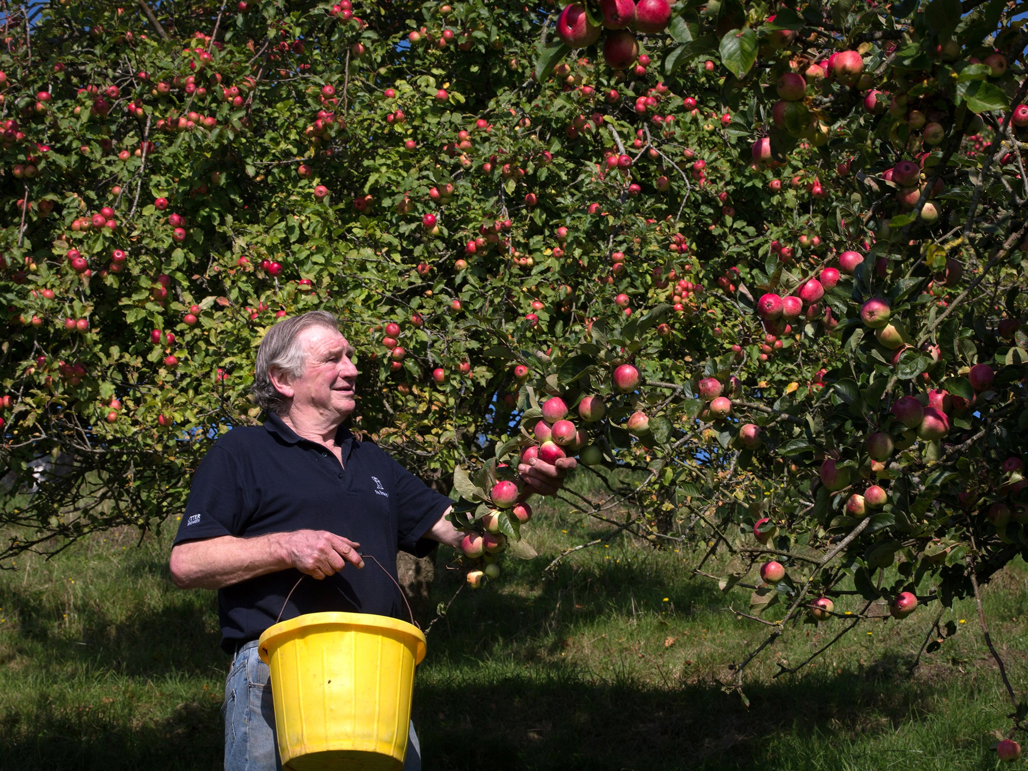 Cider maker Roger Wilkins, owner of Wilkins Cider Farm picks apples from a tree in his orchard at his farm in the village of Mudgley in Somerset