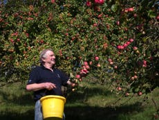 Read more

Nature Studies: How to help Britain's ailing traditional orchards