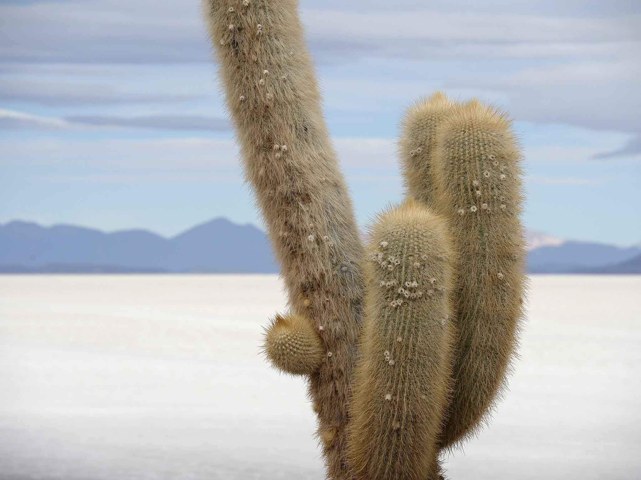 Research found that 99 species of cacti should be classed as 'critically endangered'