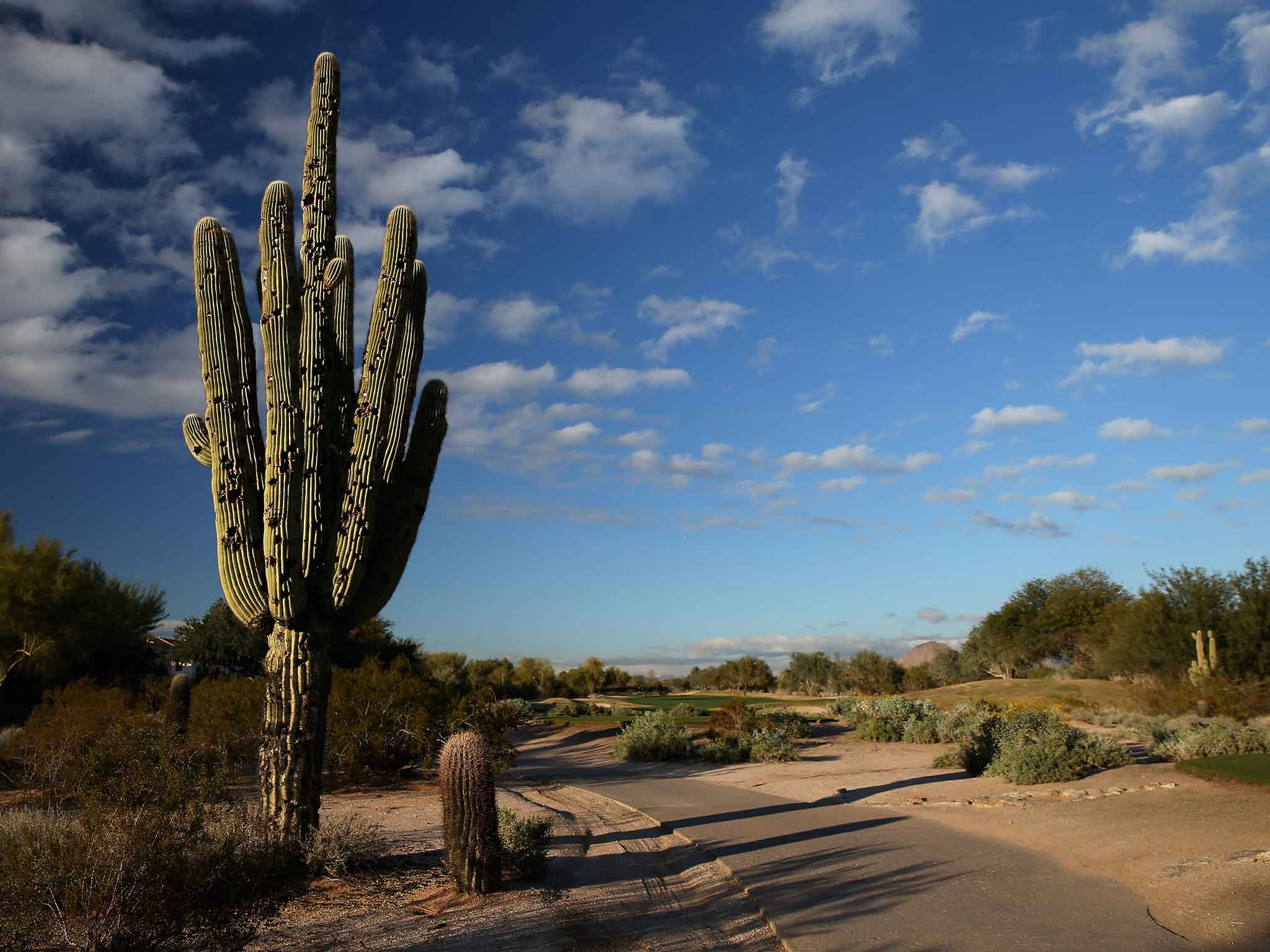 Cacti are now the fifth most endangered major group on the IUCN’s 'red list' of threatened species