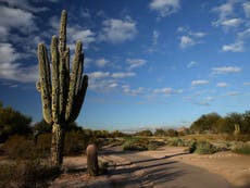 Illegal trading means almost a third of cacti species face extinction