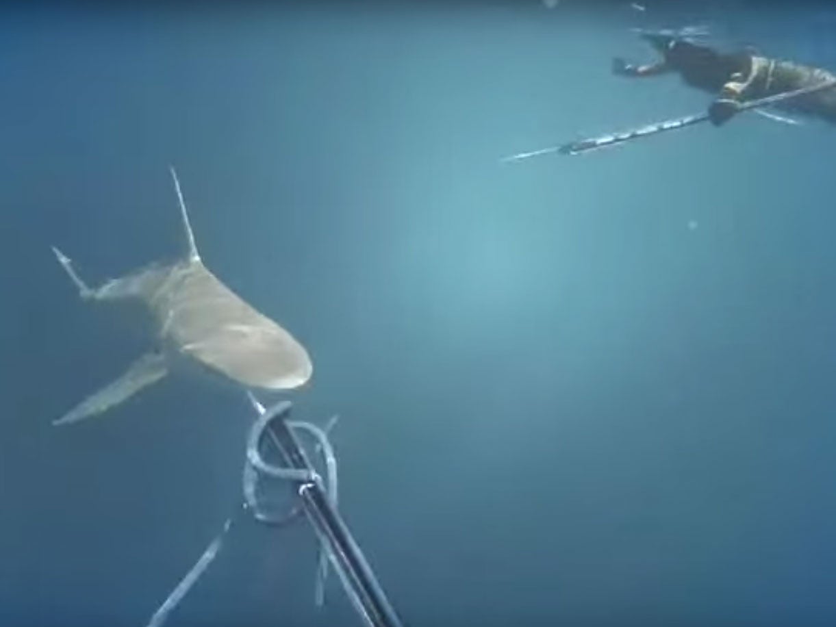 The moment the spearfisher sees the shark heading directly for him