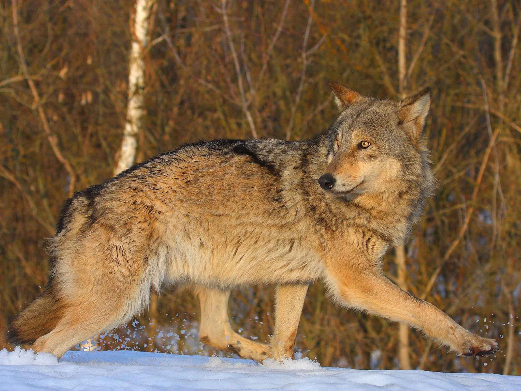 The population of wolves in the exclusion zone was found to be seven times higher than in nature reserves