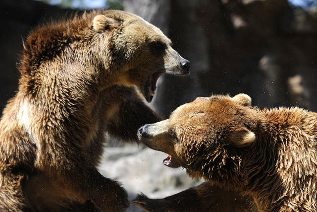 In August a grizzly bear was put down in Yellowstone Park after a hunter was killed