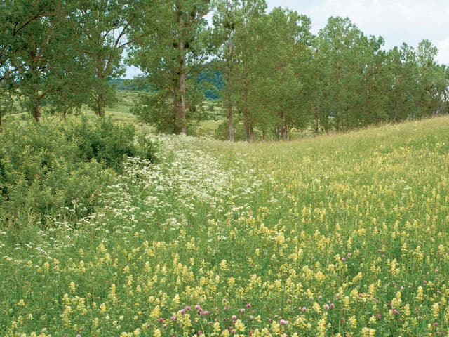 When yellow rattle gets to work on grass, rival plants can flourish