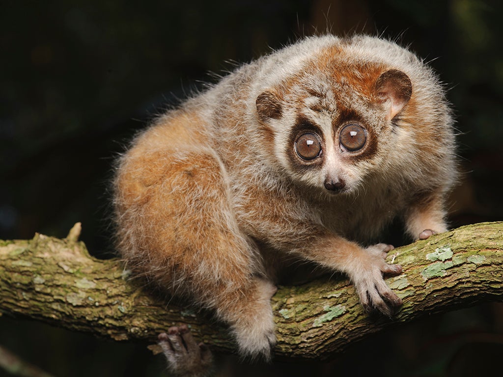 Fuzzy animals with big hot sale eyes