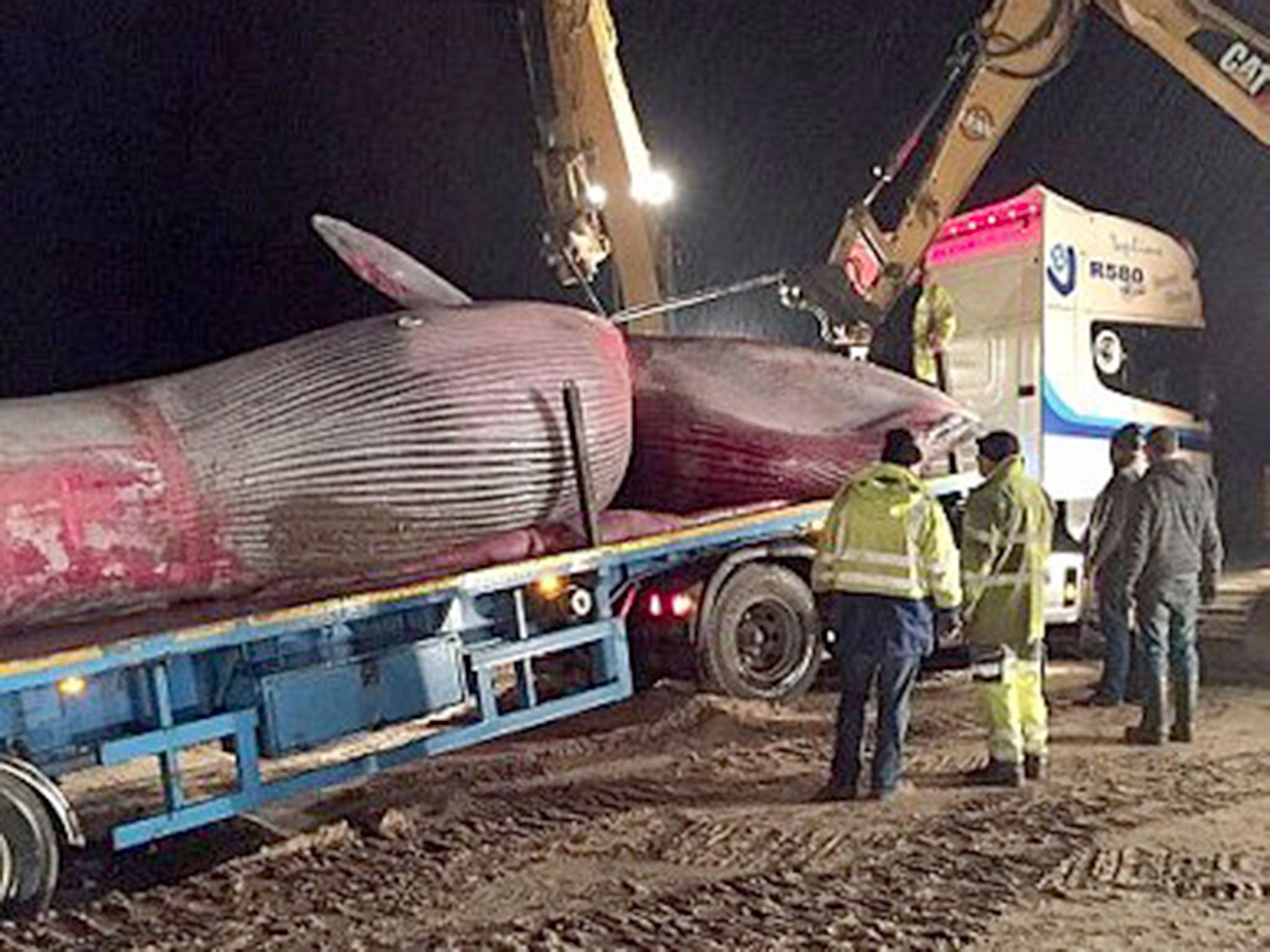Three diggers were needed to move the whale's carcass