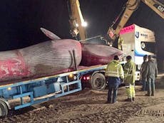 Dead whale beached in Northern Ireland could end up on landfill site