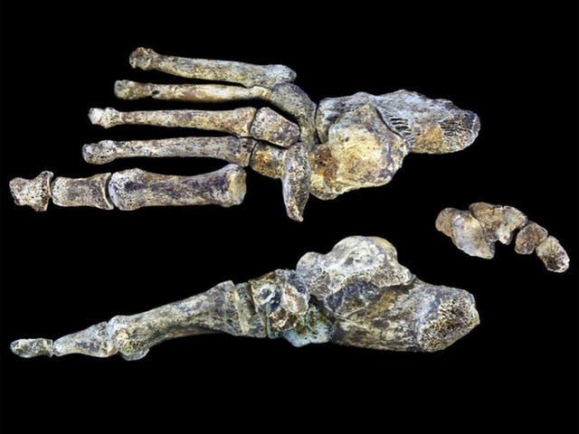 Homo naledi foot in dorsal view (above) and medial view