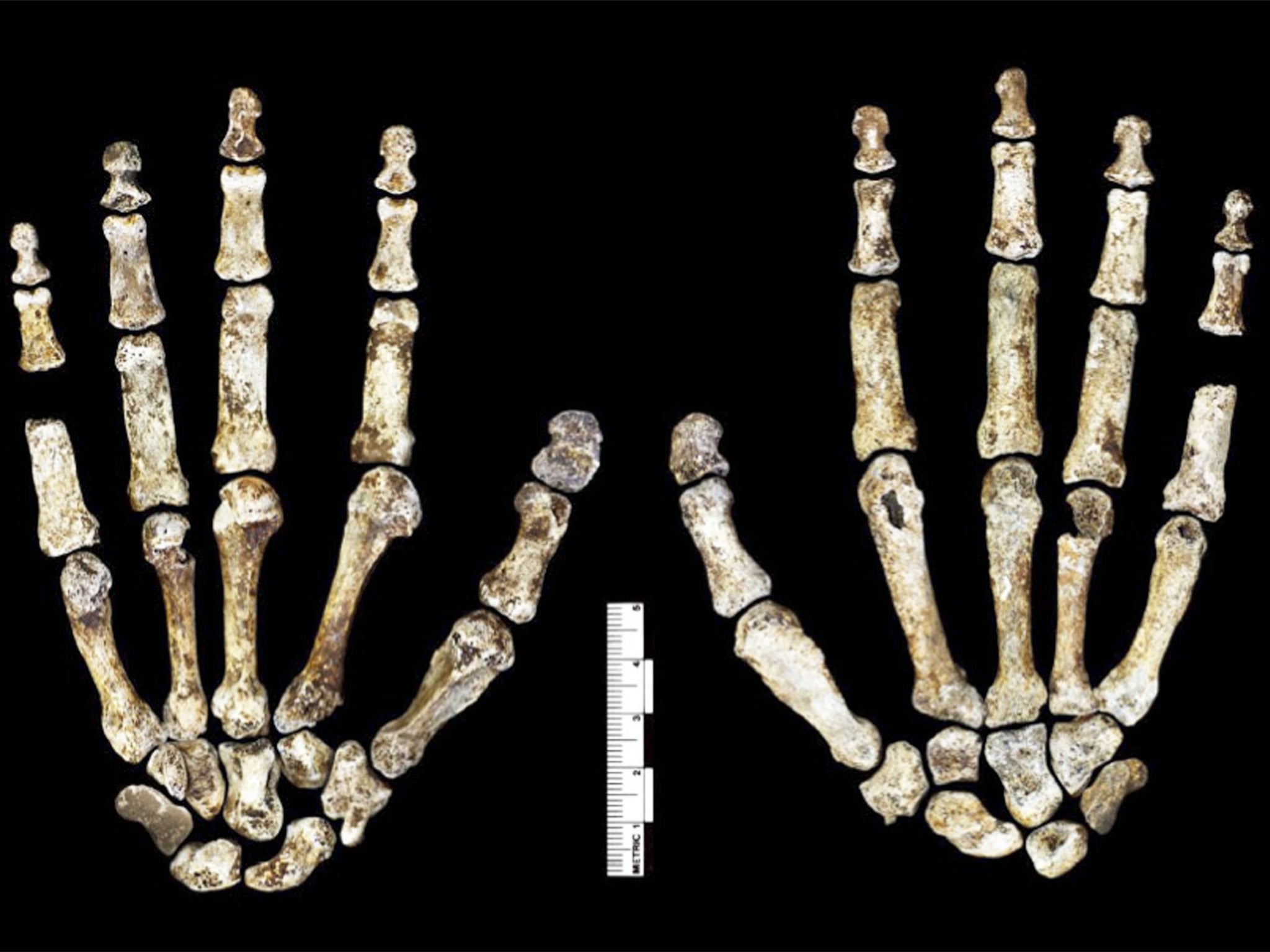 Homo naledi hand in palmar view, left, and dorsal view