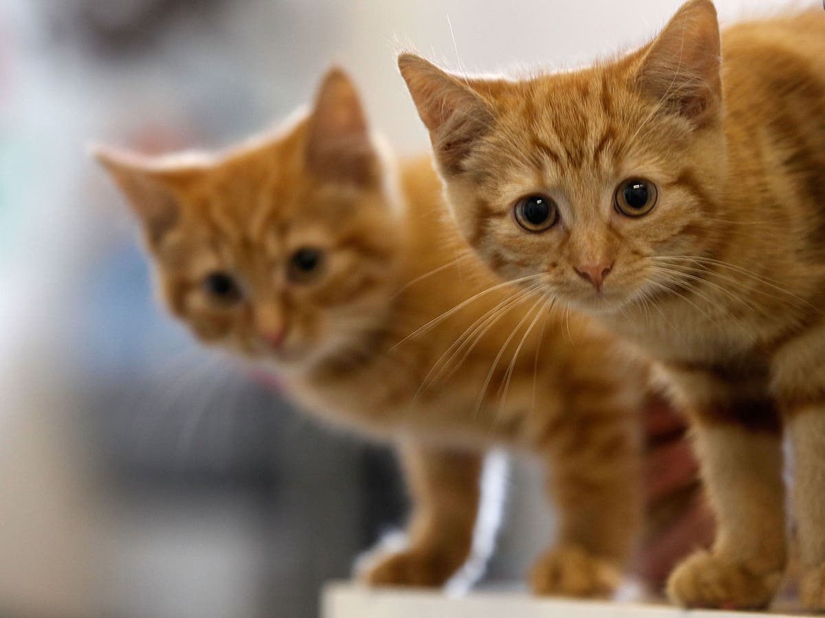Cat Scratch Disease Cuddling A Kitten Could Kill You Study Finds The Independent The Independent