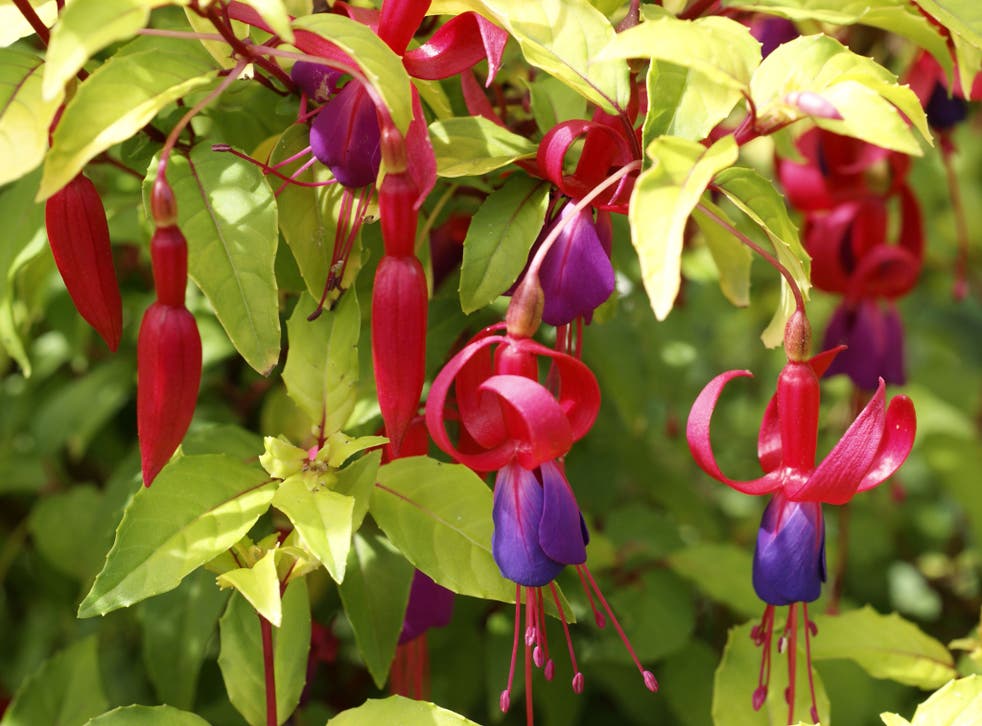 When is the best time to cut back a woody fuchsia?