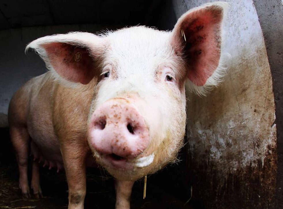 Special pig farms will see their income fall 46 per cent from £49,400 to £26,5000 in 2016