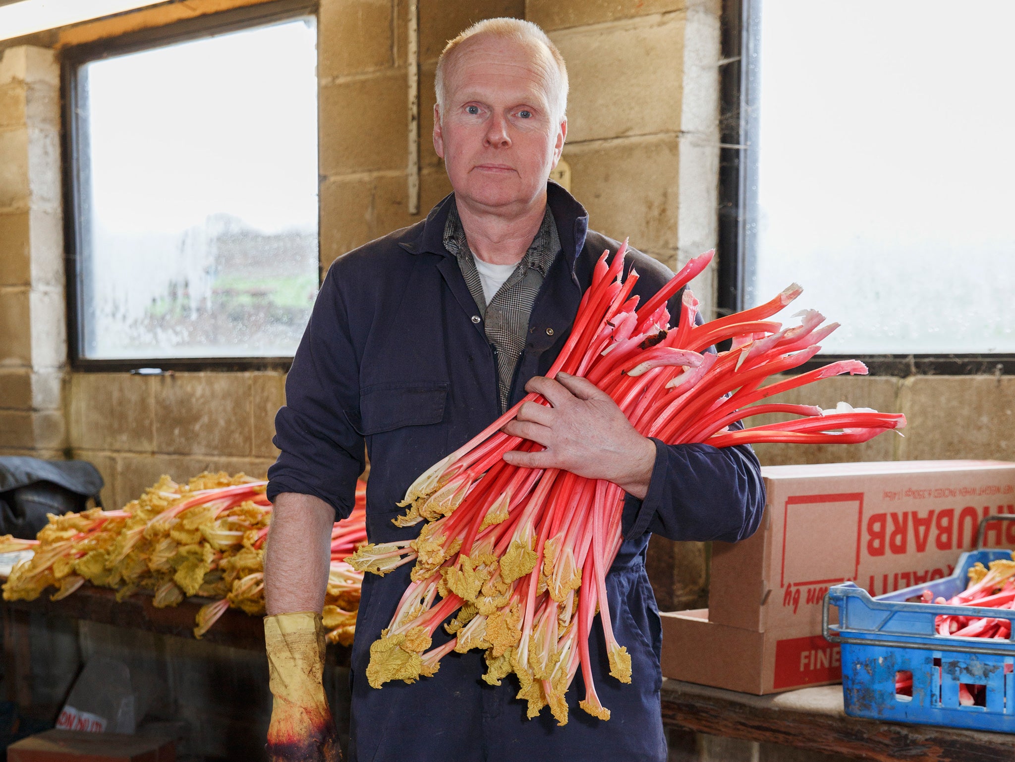Farmer Martin Bramley holding a batch of the rhubarb