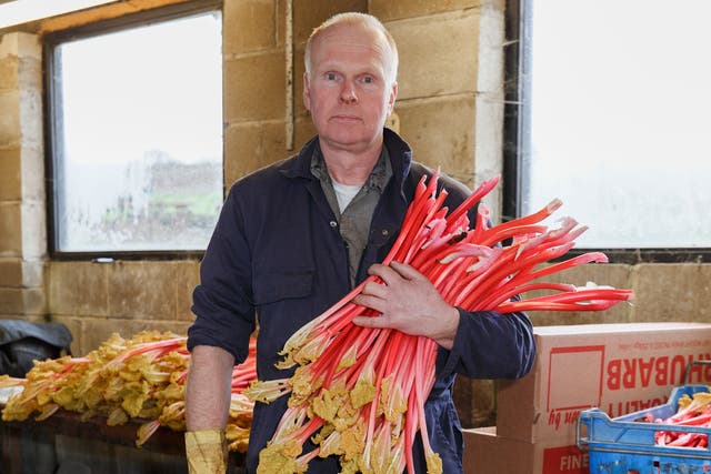 Farmer Martin Bramley holding a batch of the rhubarb