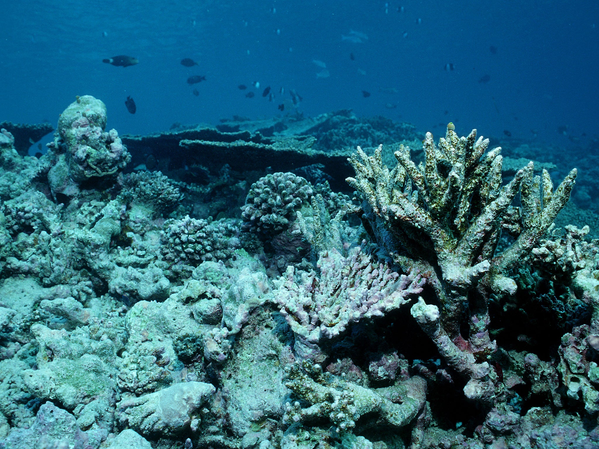 Coral bleaching caused by global warming, leading to coral death