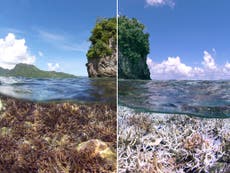 Rare phenomenon could wipe out swathes of the world's coral