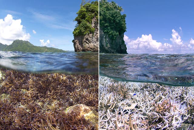 Airport Reef in American Samoa at the height of the bleaching event in February 2015