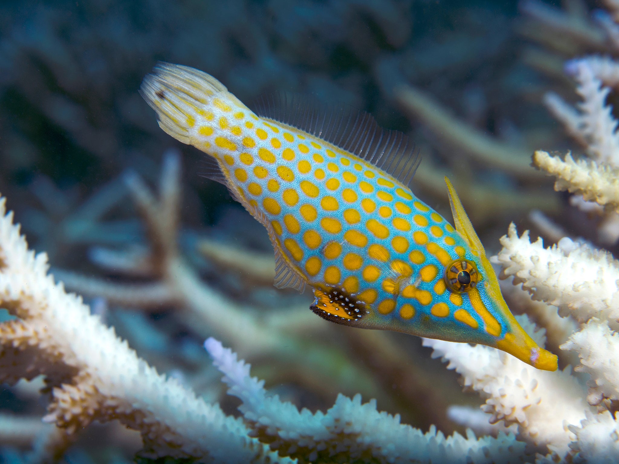 A long-nose file fish struggling to find coral polys to eat. File fish are iconic reef fish that are totally reliant on healthy corals for food