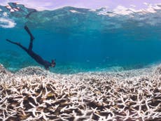 Scientists express alarm at ‘devastating’ impact of climate change on coral reefs
