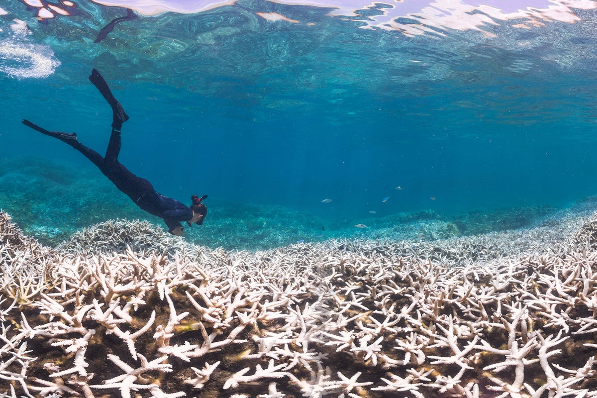 ‘Great Dying’: Biggest ever mass extinction triggered by global warming ...