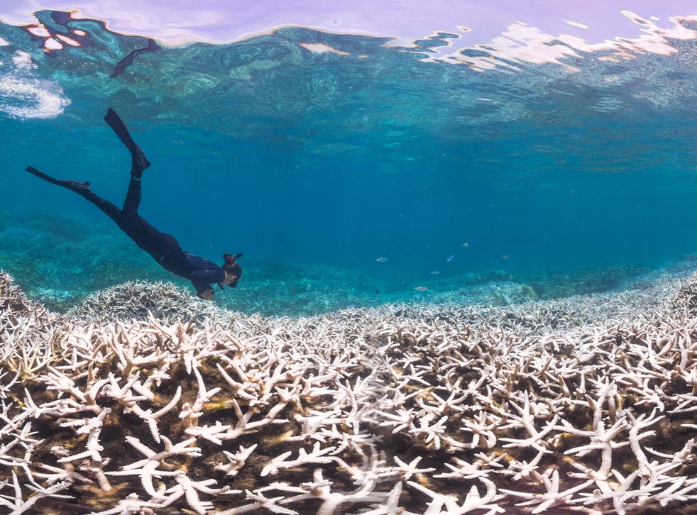 Alice Lawrence, a marine biologist, assesses the bleaching at Airport Reef in American Samoa
