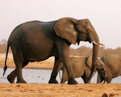 Elephants are being killed at such a rate that there are fears they could become extinct within a generation (file photo)