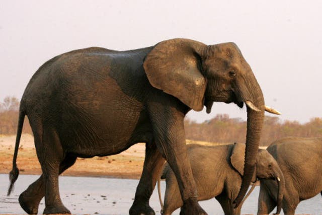 14 elephants were poisoned across two national parks