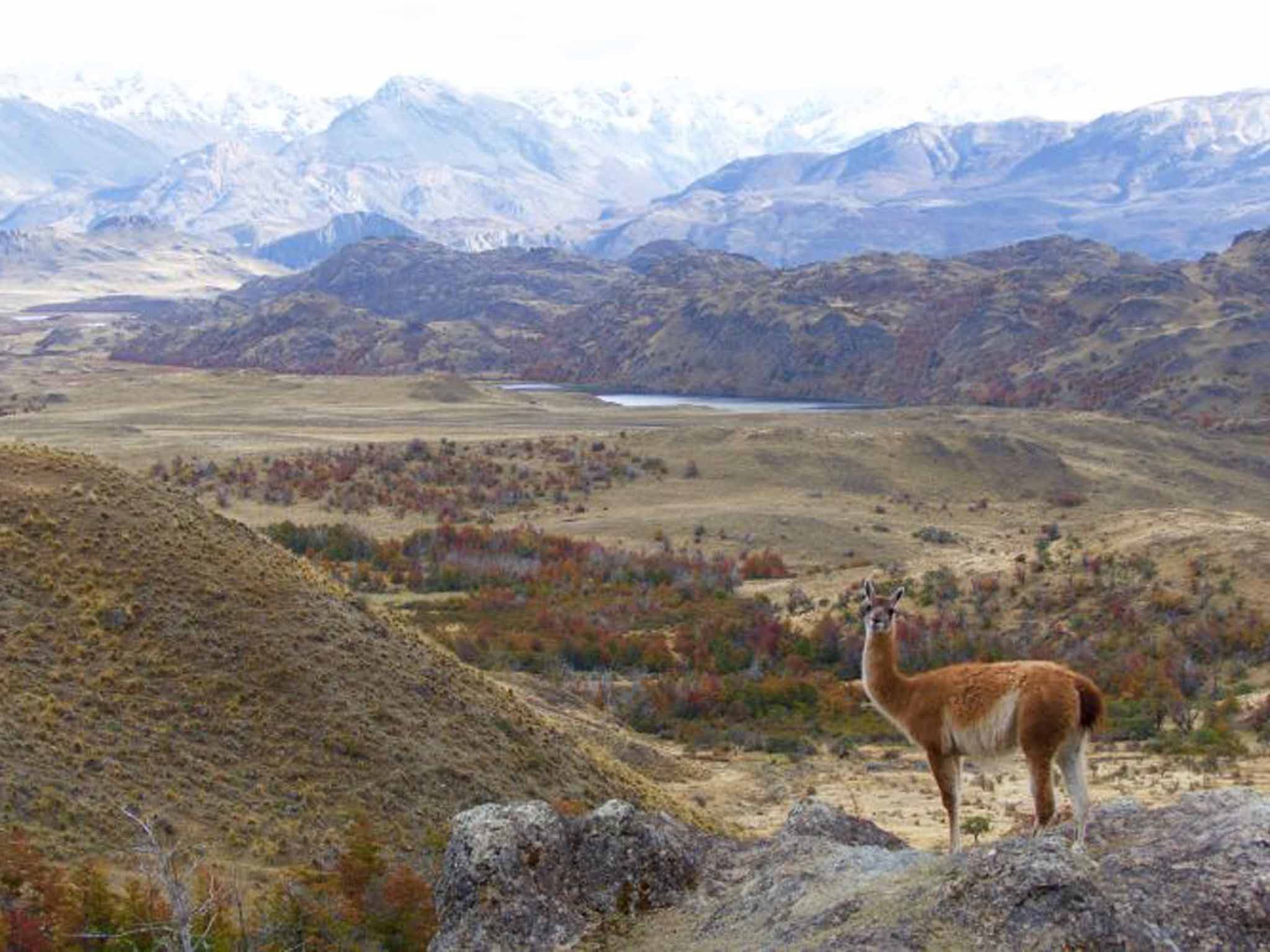 A male guanaco in Parque Patagonia