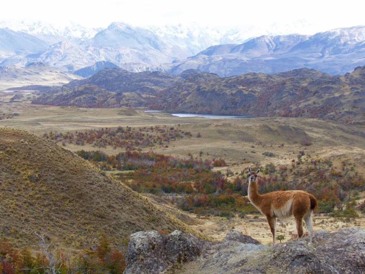 Remotest Patagonia Alone With The Wildlife In The Chacabuco Valley The Independent The Independent